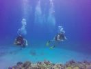 Hawaii Scuba divng 79