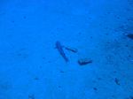 Hawaii Scuba divng 23