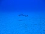 Hawaii Scuba divng 26