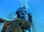 Hawaii Scuba divng 51