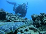 Hawaii Scuba divng 58