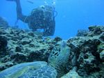 Hawaii Scuba divng 59