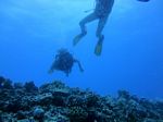 Hawaii Scuba divng 70