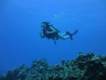 Hawaii Scuba divng 29