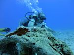 Hawaii Scuba divng 32