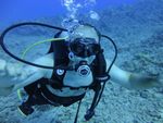 Hawaii Scuba divng 37