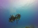 Hawaii Scuba divng 28