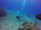 Hawaii Scuba divng 54