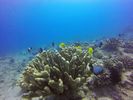 Hawaii Scuba divng 15