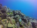 Hawaii Scuba divng 19