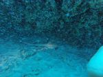 Hawaii Scuba divng 87