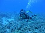 Hawaii Scuba divng 20