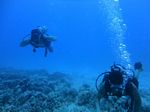 Hawaii Scuba divng 22