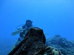 Hawaii Scuba divng 53