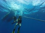 Hawaii Scuba divng 65