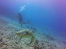 Hawaii Scuba divng 43