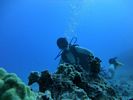 Hawaii Scuba divng 14