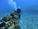 Hawaii Scuba divng 15