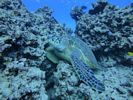 Hawaii Scuba divng 48