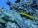 Hawaii Scuba divng 49