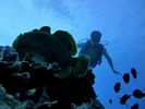 Hawaii Scuba divng 58