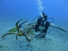 Hawaii Scuba divng 71