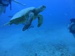 Hawaii Scuba divng 19