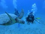 Hawaii Scuba divng 20