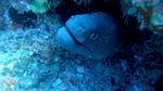 Oahu scuba 32