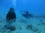 Hawaii Scuba divng 13