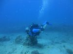 Hawaii Scuba divng 36