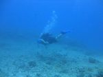 Hawaii Scuba divng 39