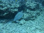 Hawaii Scuba divng 46