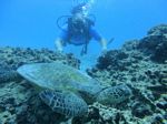 Hawaii Scuba divng 48