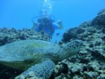 Hawaii Scuba divng 49