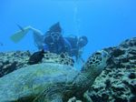 Hawaii Scuba divng 51