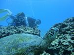 Hawaii Scuba divng 51