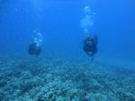 Hawaii Scuba divng 63