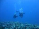 Hawaii Scuba divng 64