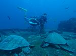 Hawaii Scuba divng 67