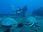 Hawaii Scuba divng 68