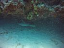Hawaii Scuba divng 13