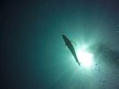 Hawaii Scuba divng 14