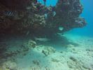 Hawaii Scuba divng 15