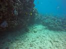Hawaii Scuba divng 17
