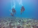 Hawaii Scuba divng 22