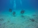 Hawaii Scuba divng 31
