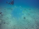 Hawaii Scuba divng 36