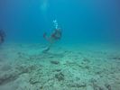Hawaii Scuba divng 46