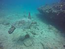 Hawaii Scuba divng 47